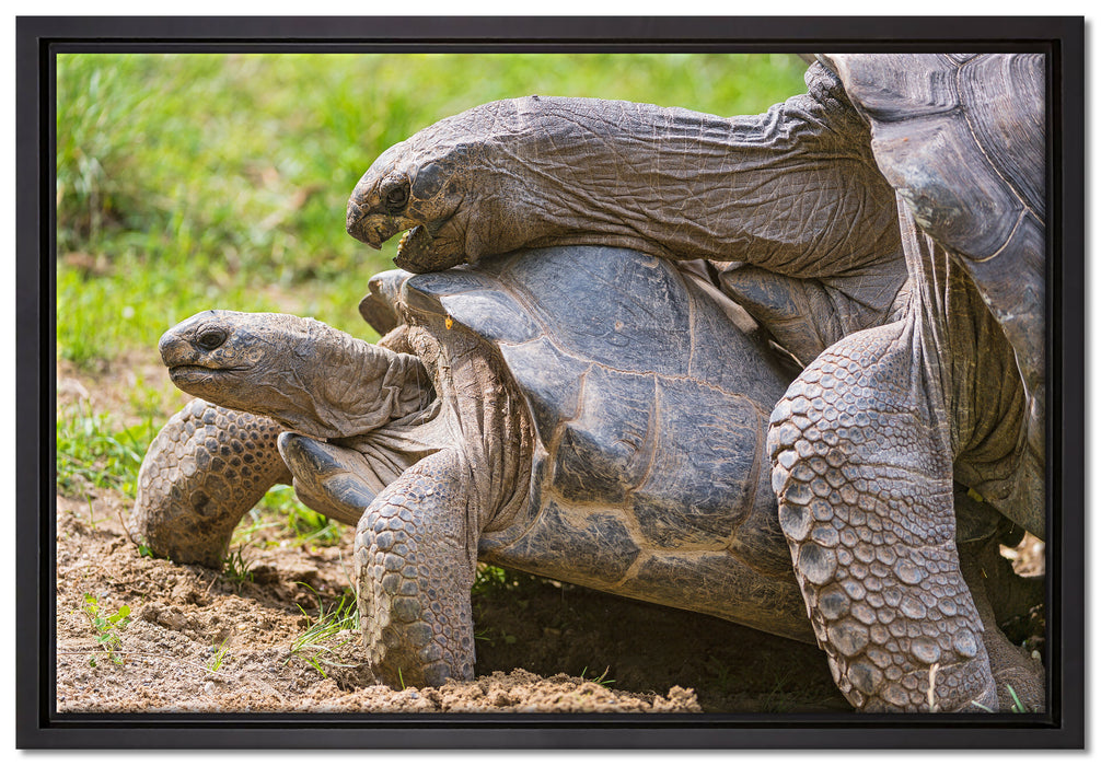 liebevolles Schildkrötenpaar auf Leinwandbild gerahmt Größe 60x40