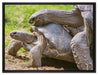 liebevolles Schildkrötenpaar auf Leinwandbild gerahmt Größe 80x60
