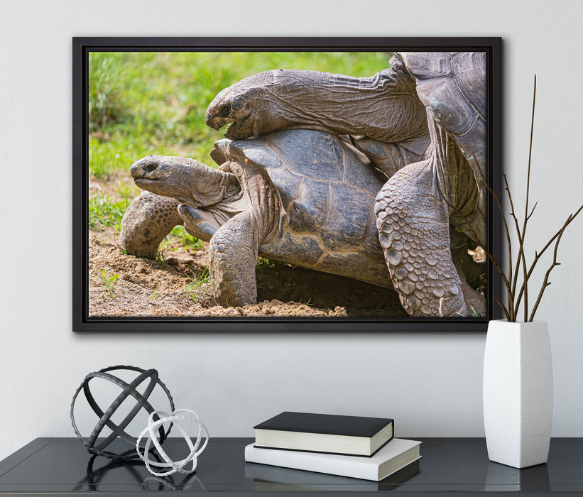 liebevolles Schildkrötenpaar auf Leinwandbild gerahmt mit Kirschblüten