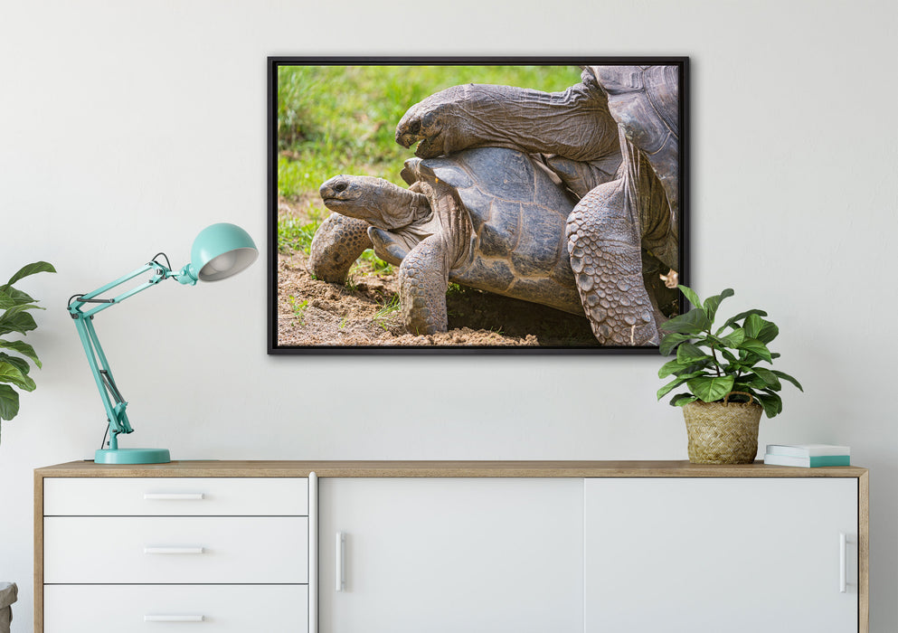 liebevolles Schildkrötenpaar auf Leinwandbild gerahmt verschiedene Größen im Wohnzimmer