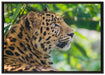 prächtiger Leopard im Schatten auf Leinwandbild gerahmt Größe 100x70