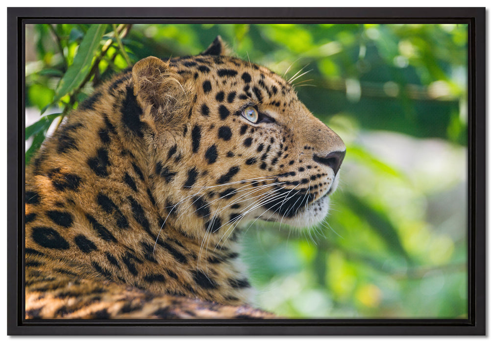 prächtiger Leopard im Schatten auf Leinwandbild gerahmt Größe 60x40