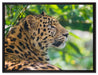 prächtiger Leopard im Schatten auf Leinwandbild gerahmt Größe 80x60