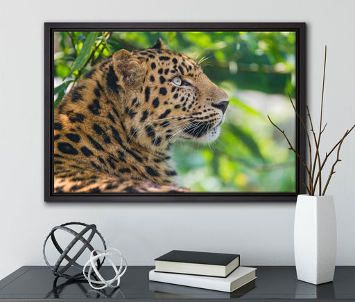 prächtiger Leopard im Schatten auf Leinwandbild gerahmt mit Kirschblüten