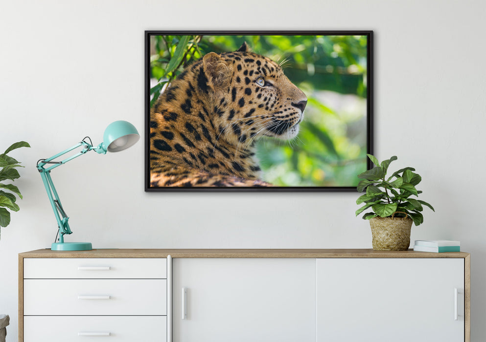 prächtiger Leopard im Schatten auf Leinwandbild gerahmt verschiedene Größen im Wohnzimmer