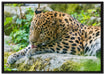 Leopard beim Putzen auf Leinwandbild gerahmt Größe 100x70