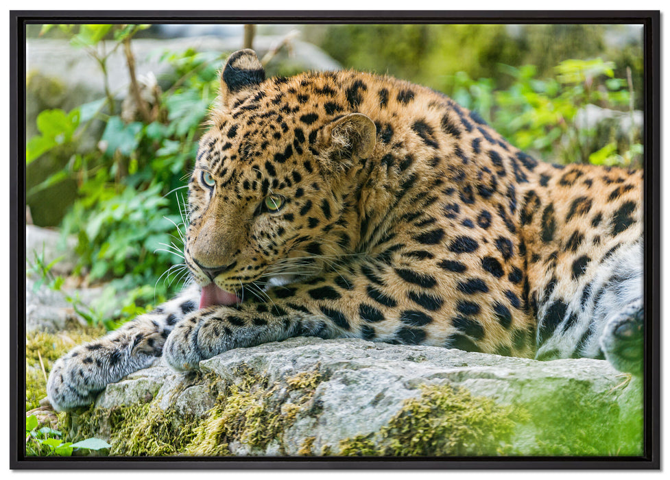 Leopard beim Putzen auf Leinwandbild gerahmt Größe 100x70