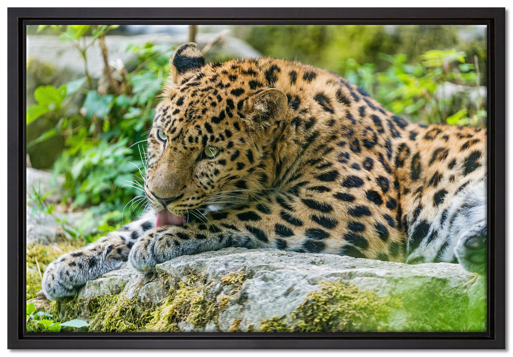 Leopard beim Putzen auf Leinwandbild gerahmt Größe 60x40