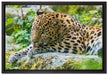 Leopard beim Putzen auf Leinwandbild gerahmt Größe 60x40