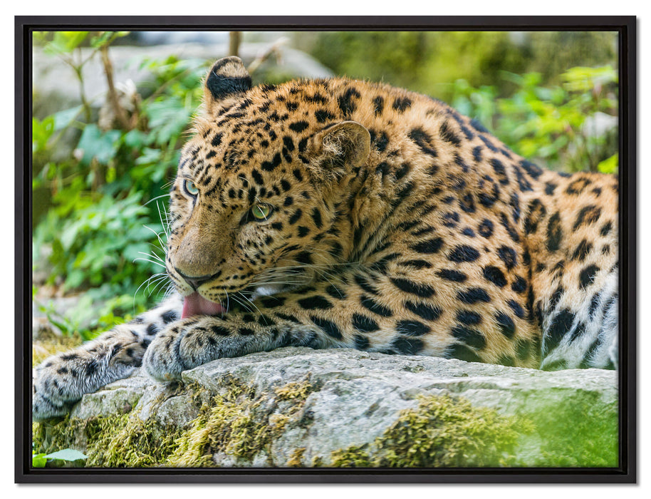 Leopard beim Putzen auf Leinwandbild gerahmt Größe 80x60