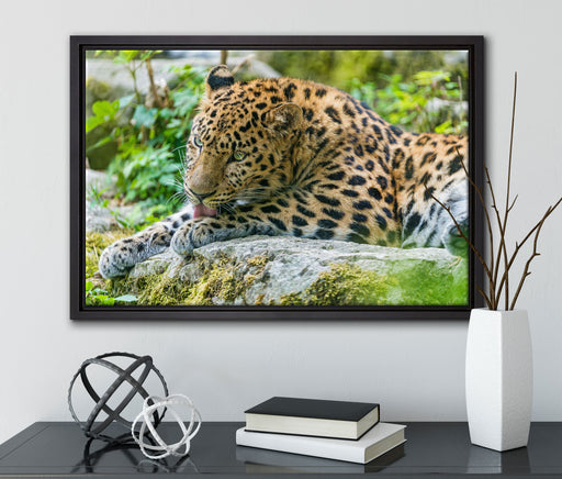 Leopard beim Putzen auf Leinwandbild gerahmt mit Kirschblüten