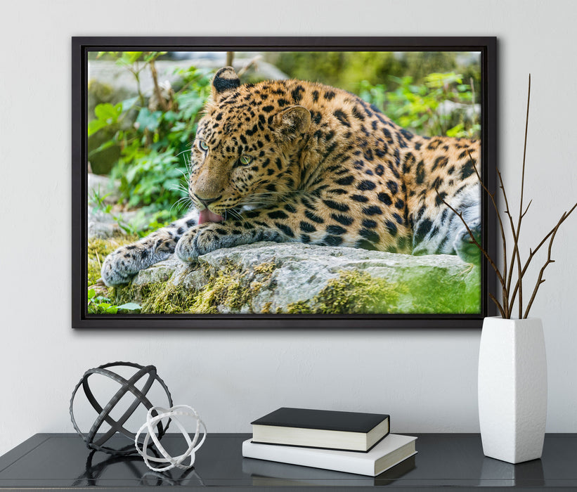 Leopard beim Putzen auf Leinwandbild gerahmt mit Kirschblüten