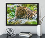 Leopard beim Putzen auf Leinwandbild gerahmt mit Kirschblüten