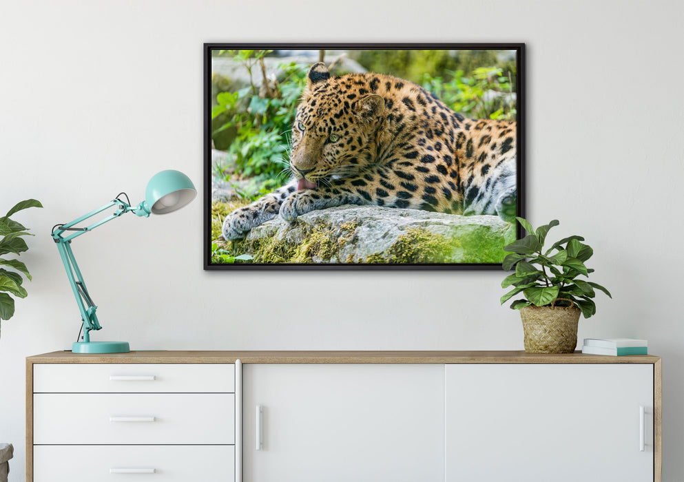 Leopard beim Putzen auf Leinwandbild gerahmt verschiedene Größen im Wohnzimmer