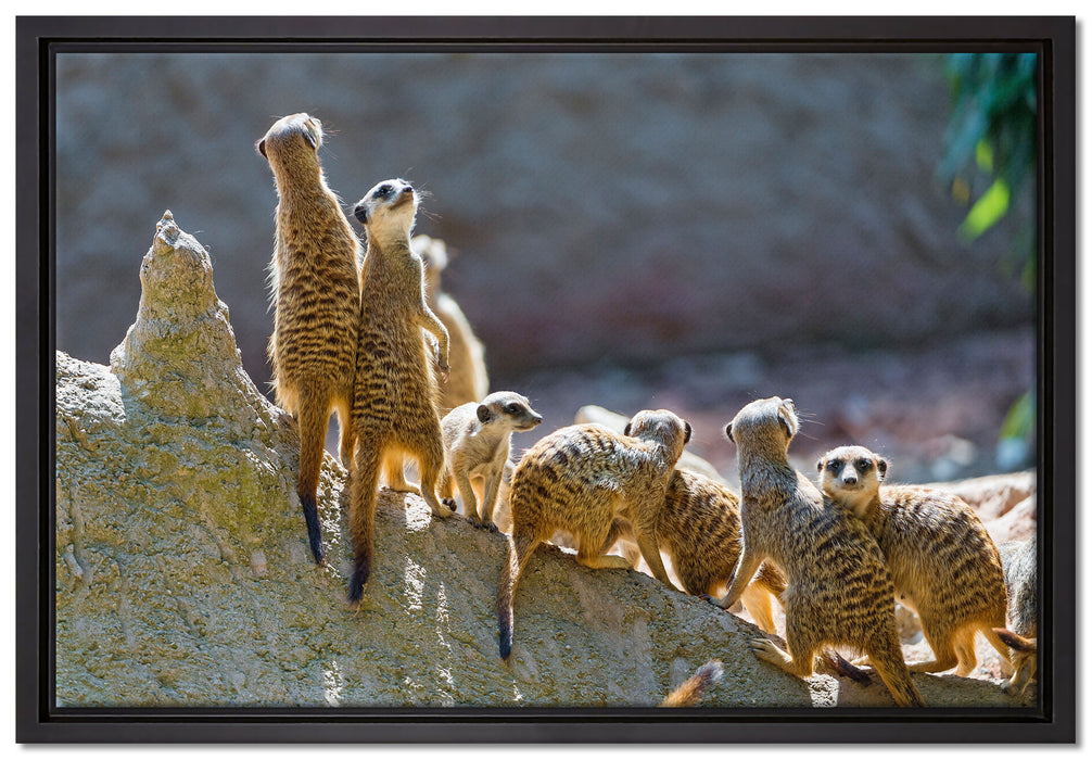 große Erdmännchen Familie auf Leinwandbild gerahmt Größe 60x40