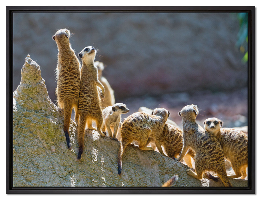 große Erdmännchen Familie auf Leinwandbild gerahmt Größe 80x60