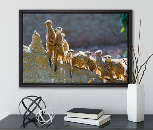 große Erdmännchen Familie auf Leinwandbild gerahmt mit Kirschblüten