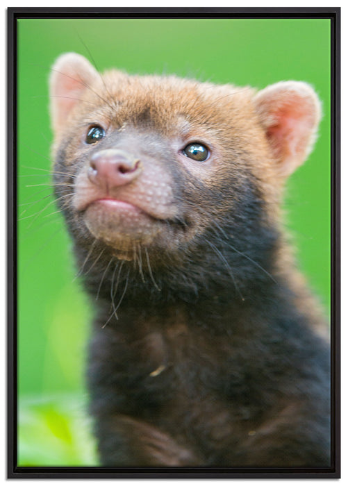 freches Frettchen auf Leinwandbild gerahmt Größe 100x70