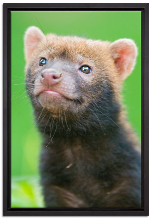 freches Frettchen auf Leinwandbild gerahmt Größe 60x40