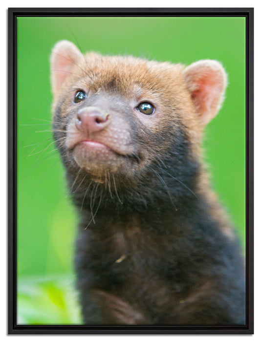 freches Frettchen auf Leinwandbild gerahmt Größe 80x60
