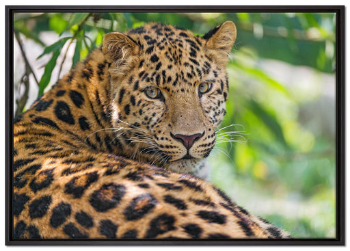 aufmerksamer Leopard im Schatten auf Leinwandbild gerahmt Größe 100x70