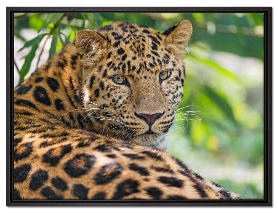 aufmerksamer Leopard im Schatten auf Leinwandbild gerahmt Größe 80x60