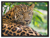 aufmerksamer Leopard im Schatten auf Leinwandbild gerahmt Größe 80x60