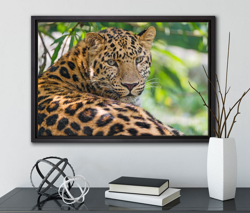 aufmerksamer Leopard im Schatten auf Leinwandbild gerahmt mit Kirschblüten