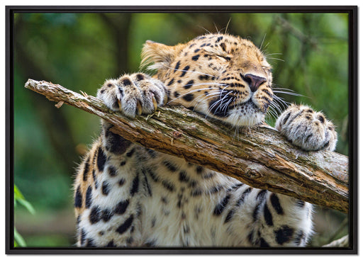 verspielter Leopard auf Leinwandbild gerahmt Größe 100x70