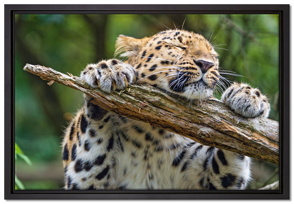 verspielter Leopard auf Leinwandbild gerahmt Größe 60x40