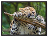 verspielter Leopard auf Leinwandbild gerahmt Größe 80x60