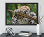 verspielter Leopard auf Leinwandbild gerahmt mit Kirschblüten