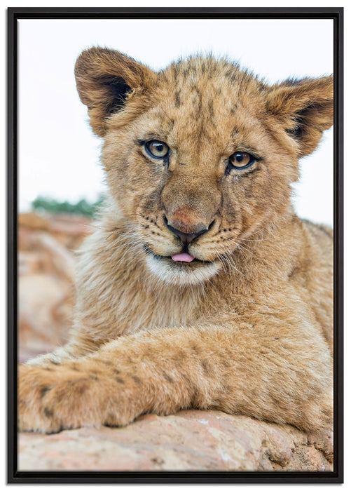Löwenjunges auf Stein auf Leinwandbild gerahmt Größe 100x70