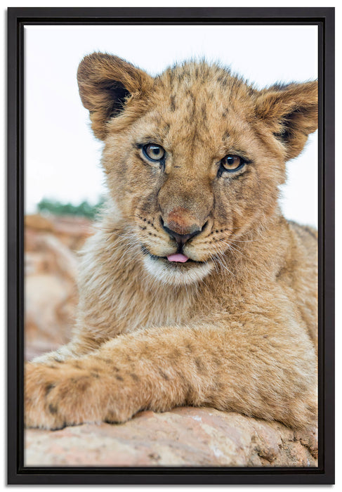 Löwenjunges auf Stein auf Leinwandbild gerahmt Größe 60x40