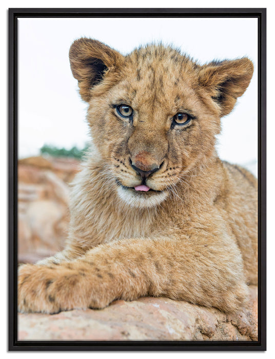 Löwenjunges auf Stein auf Leinwandbild gerahmt Größe 80x60