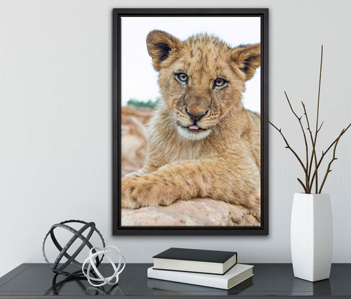 Löwenjunges auf Stein auf Leinwandbild gerahmt mit Kirschblüten