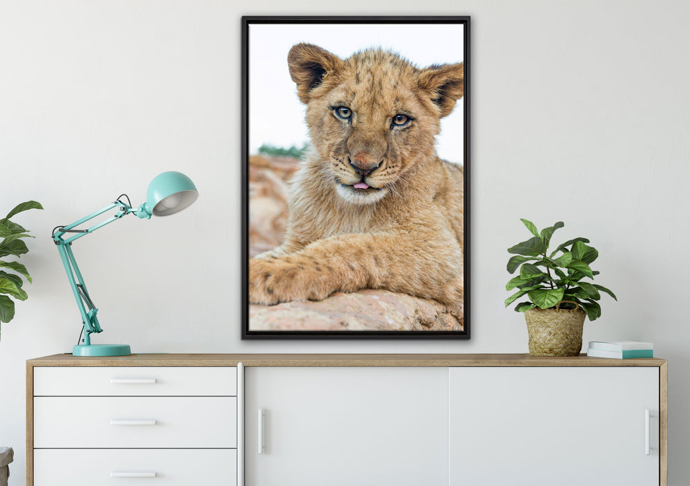 Löwenjunges auf Stein auf Leinwandbild gerahmt verschiedene Größen im Wohnzimmer