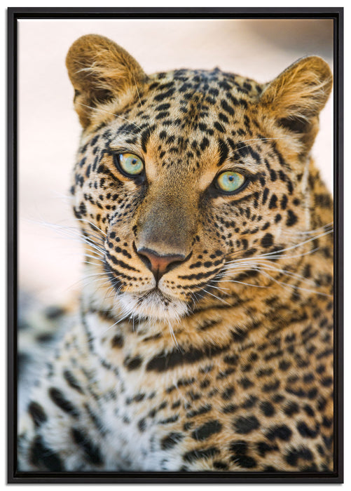 schöner Leopard auf Leinwandbild gerahmt Größe 100x70