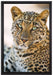 schöner Leopard auf Leinwandbild gerahmt Größe 60x40