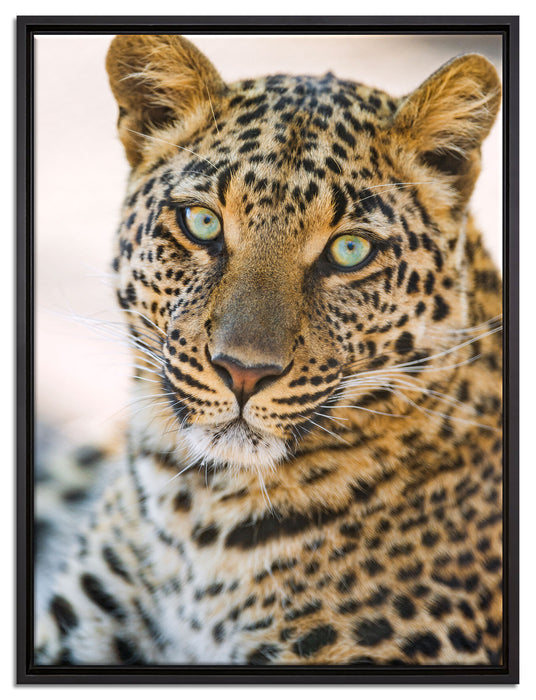 schöner Leopard auf Leinwandbild gerahmt Größe 80x60