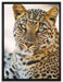 schöner Leopard auf Leinwandbild gerahmt Größe 80x60