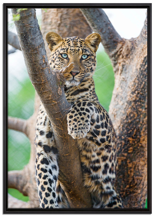 majestätischer Leopard auf Baum auf Leinwandbild gerahmt Größe 100x70