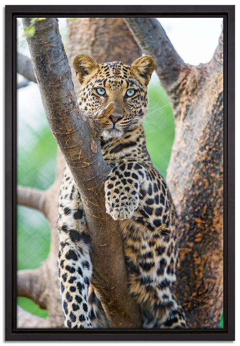 majestätischer Leopard auf Baum auf Leinwandbild gerahmt Größe 60x40