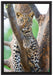 majestätischer Leopard auf Baum auf Leinwandbild gerahmt Größe 60x40