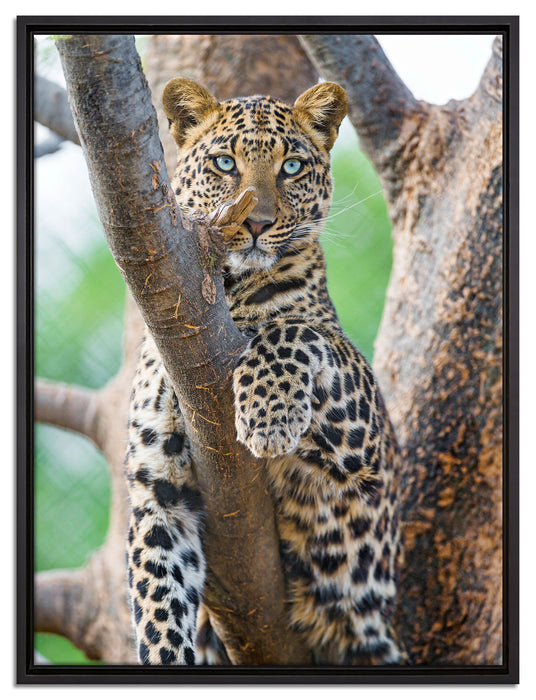majestätischer Leopard auf Baum auf Leinwandbild gerahmt Größe 80x60