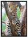 majestätischer Leopard auf Baum auf Leinwandbild gerahmt Größe 80x60