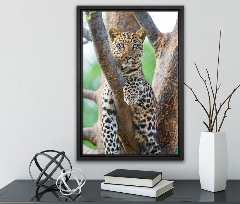 majestätischer Leopard auf Baum auf Leinwandbild gerahmt mit Kirschblüten