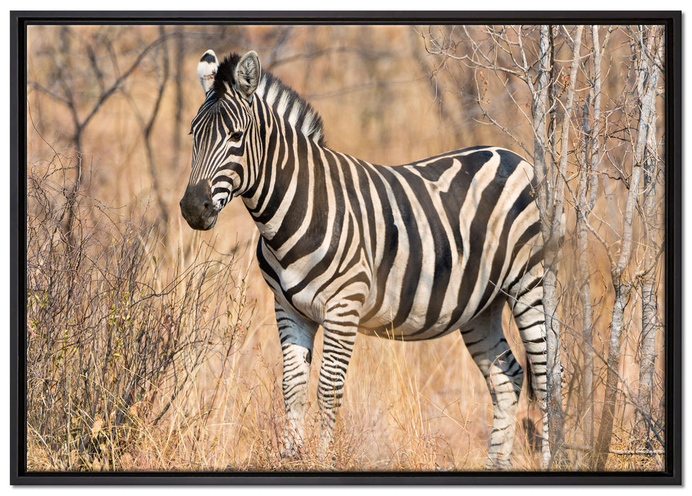 einsames Zebra auf Leinwandbild gerahmt Größe 100x70