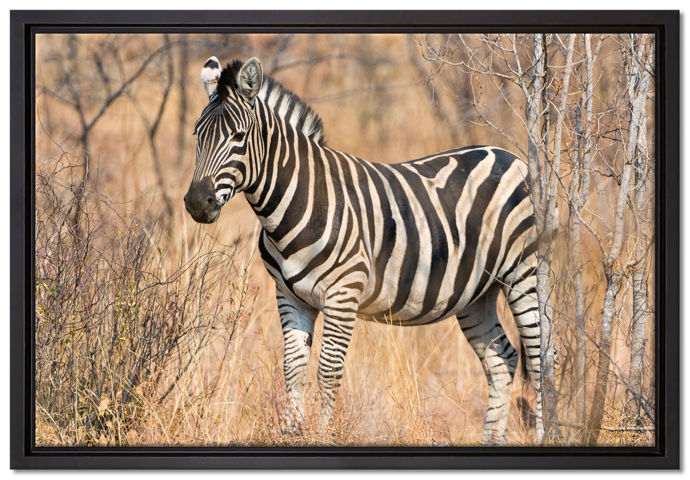 einsames Zebra auf Leinwandbild gerahmt Größe 60x40