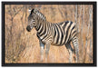 einsames Zebra auf Leinwandbild gerahmt Größe 60x40
